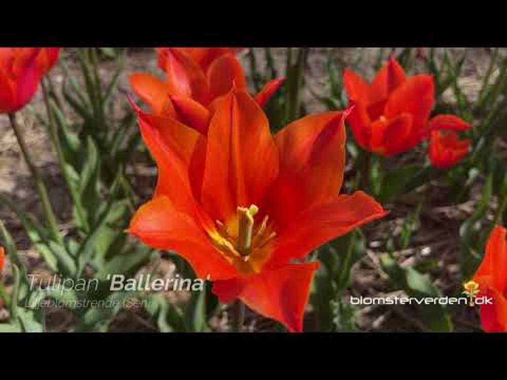 Tulpan 'Ballerina'